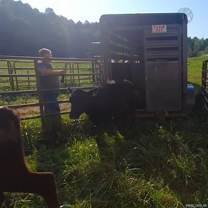 The Easiest Way to Start Raising Cows #farming #cows #farms #raisingcows | Sheraton Park Farms
