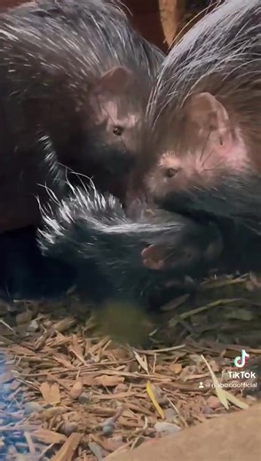 Porcupette cuteness.....get ready..... courtesy of TikTok creator Allie M | Niabi Zoo