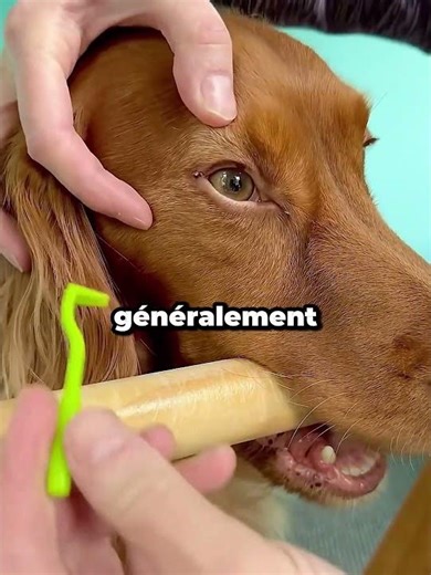 Une tique géante retirée du visage du chien !
