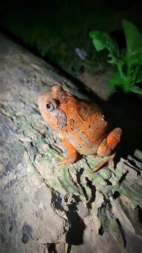 Catch Frog catch fly | Catch frog for fun | Frogs Funny | Catch frag jumping for fun | Funny animal