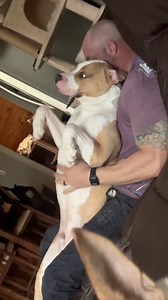 17K views · 709 reactions | Derp Mode is top tier  #dogreels #rescuedogsoffacebook #dogsoffacebook #pitties #funnydogs #doglife #dogdad #trustfall #derp | A Tale of 2 Pitties | Facebook