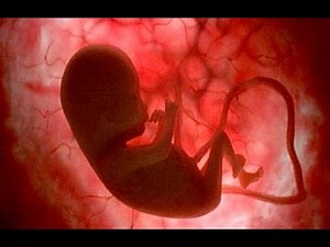 Cómo crece tu bebé , desarrollo mes a mes