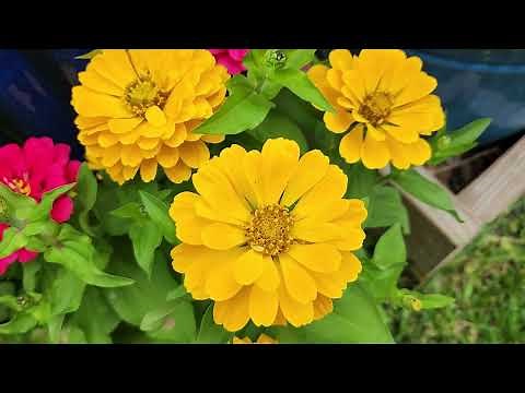 Butterfly Nectar Plants in my Zone 9a Garden along Texas Gulf Coast