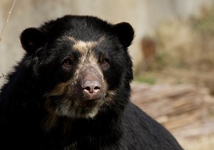Andean bear gives birth to two cubs at the National Zoo