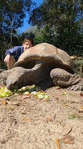 109 Year old Tortoise Feeding Emerald Coast Zoo | Wild Charles