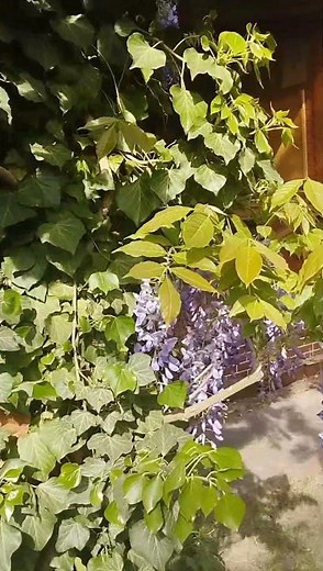 Glicynia i jej piękno #ogród #garden #kwiaty #glicynia #pnącza