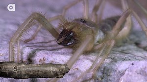 Coyote stumbles upon one of the creepiest creatures in the desert, the Solpugid! (Also widely known as a Camel Spider) This is definitely one bite Coyote will NEVER forget...get ready to cringe! | Coyote Peterson