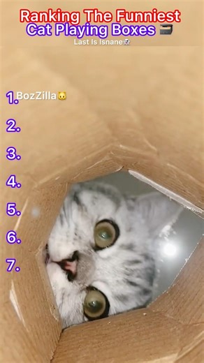 Ranking The Funniest CatPlaying Box