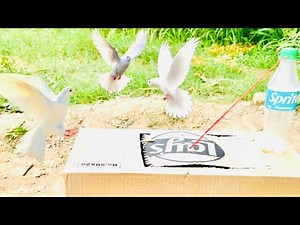 How To Make A Pigeon Trap With Cardboard Box | Easy Bird Trap | ‪@MsBirdTraps‬ |