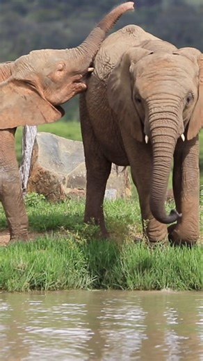 Endangered Species Day with the Jabulani Elephant Herd 🐘