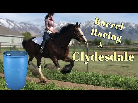 Barrel Racing a Clydesdale!