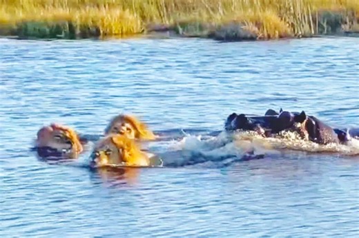 Watch: Hippo attacks male lions attempting to cross the river [watch]