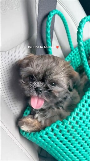 Kutty Pet Vlog Ep 5 ❤️🧿🌻🌿