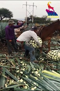 300K views · 459 reactions | New Incredible Technology - Amazing Technology朗 | My life | Facebook