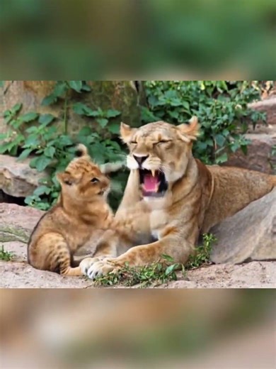 The lion cub is playing with its mother. 🦁✨