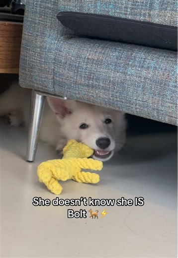 Discover the Secrets of Bolt, the Disney Dog