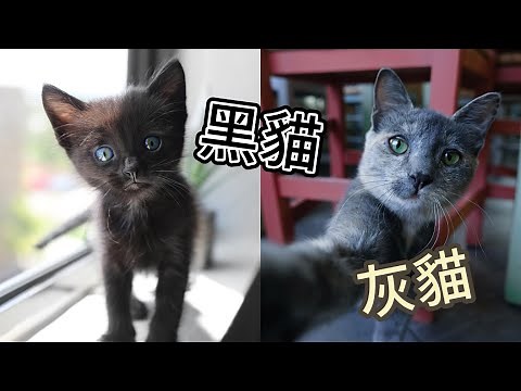 黑貓 + 灰貓 - 貓咪個性解碼/毛色 & 性格的秘密：喵喵談黑貓與藍貓的個性