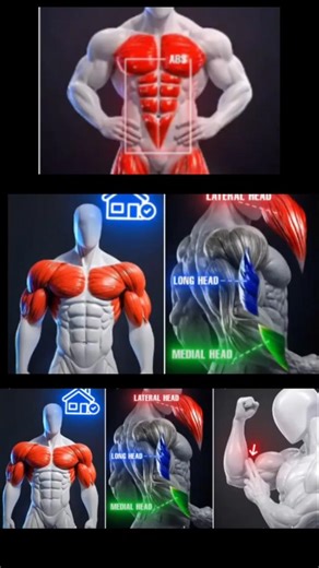 تمرين صدر في المنزل 💚 | Chest exercise at home