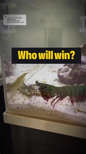 Who will win Odontodactylus scyllarus or? #mindblowing