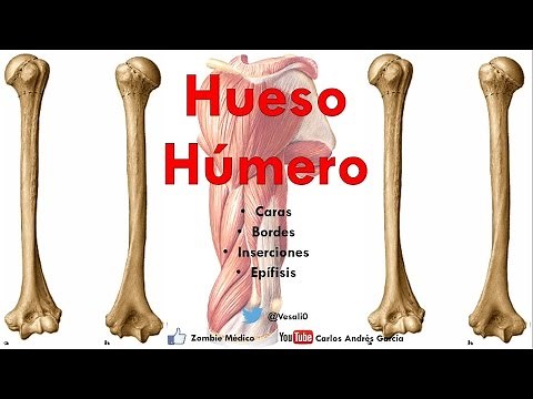 Anatomy - Humerus Bone (Faces, Borders, Condyle, Trochleas, Epicondyles, Insertions)