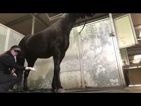 Basic cleaning for a mare