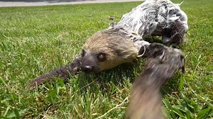 How mammals and reptiles are cleaned and cared for at the aquarium