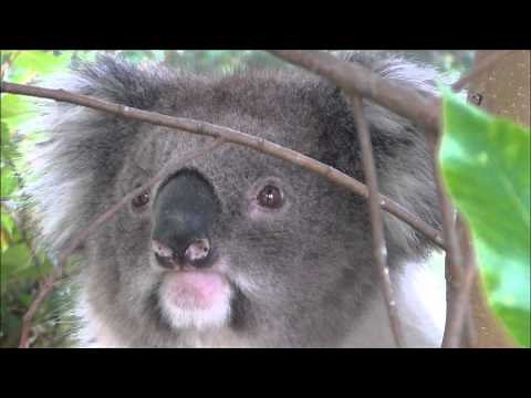 Amazingly cute koala bear in the wild