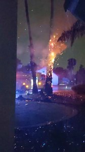 131K views · 2K reactions | PALM TREE FIRE! Thanks to Stephen...