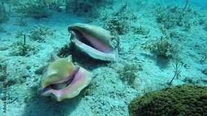 This is a pair of pink shells - sea creatures that live in the ocean. The shells rest on the ocean floor, surrounded by sand and plants. T