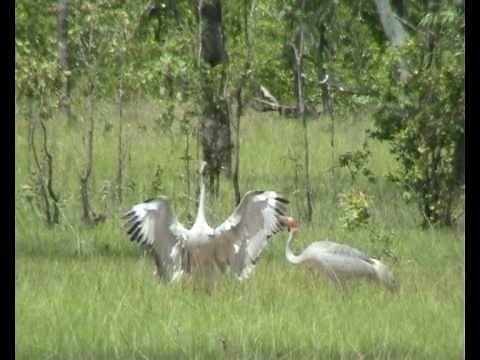 Brolga dancing in northern territory australia
