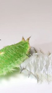 1.4K views · 75 reactions | Though we're wrapping up slug season,...