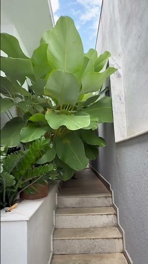 Antes e depois da Maranta charuto 🌱#paisagismo #planta #casa #viral