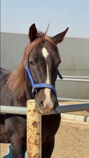 الخيل العربي الأصيل 🐎 جعل الله في ناصيته الخير