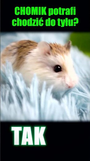 Czy CHOMIKI To Potrafią? 🐹