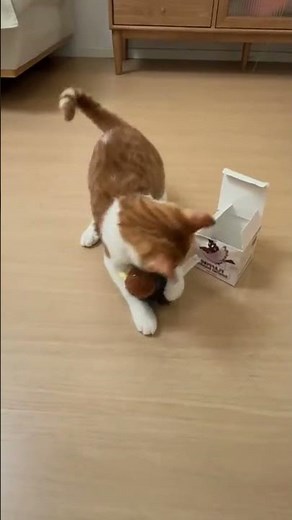 🎶Interactive Flying Bird Cat Toy🐦#CuteCat#FunnyCats#CatLovers