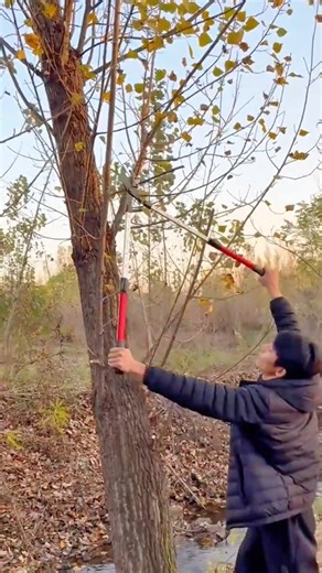Utilizing Extended Pruners to Trim Unwanted Branches and Maintain the Health of a Mature Tree