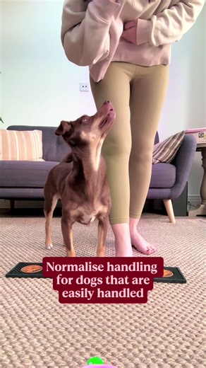 With small dogs, specific handling training is often skipped because they’re easier to hold, lift or restrain. My Romanian rescue, Sadie, has always found handling challenging (probably due to very limited touch as a puppy), and especially in a veterinary setting - but she’s easy to manage and restrain because of her size. That doesn’t mean she’s comfortable with it though! Here, we are working on our “watch” cue with handling being included as part of that process - I find focusing on something