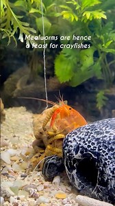 Crayfish diet is super amazing #crayfish #crayfishtank #crayfishvideo