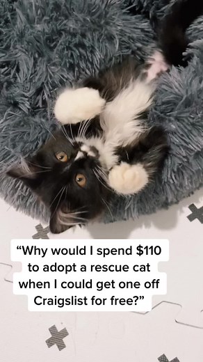 Of course all cats deserve loving homes but when you adopt from a rescue it allows them to save more lives! #meowvillage #adoptdontshop #rescuecat #rescuekitten #fosterkittens #fosteringsaveslives #kittensoftiktok #catsoftiktok #tuxedocat #longhairkitten #kitten #cat #oregon #portlandoregon