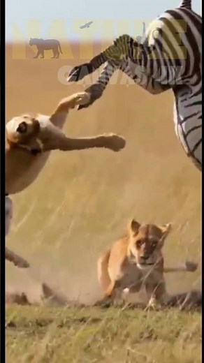 Lion and Horse Fierce Fight Savannah Grasslands #animals #lion #wildlife