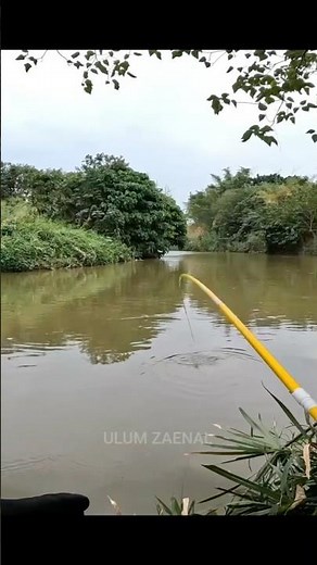 Big size wild river tilapia, all the fish are big.