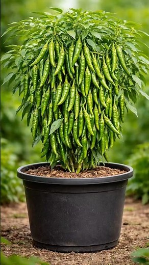 👉 This Plant Is LOADED with Green Chillies! 🌶️ You Won’t Believe This! #shorts #viral