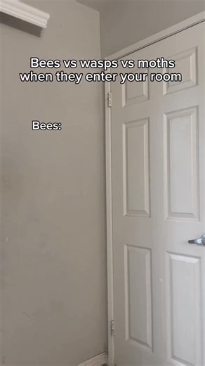 AriaDelux on Instagram: "Bees vs wasps vs moths when they enter your room. #reels #skit #comedy #funny"