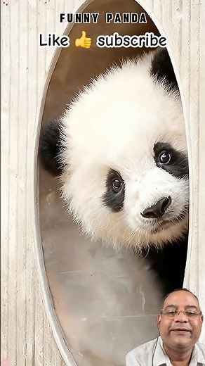 Happy Panda Family Fun in the Park 🐼🌳 | Cutest Panda Moments Ever! 😂❤️ #Shorts