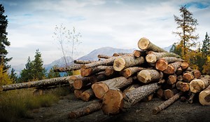 Entrée en vigueur des nouveaux standards de gestion forestière durable PEFC pour la France