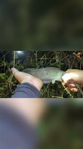 Setline Fishing… Caught a BIG Catfish Right Away! 😱 #anhbaamientay