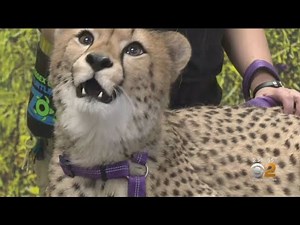Cheetah at N.J.'s Turtle Back Zoo Celebrates Year of Friendship with Emotional Support Puppy