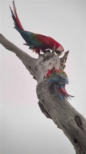 Red-and-Green Macaws in Guyana | #wildlife #animalplanet #tours