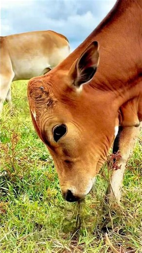 Sapi lucu berantem sama rumput #cow #sapilucu #animals #sapigemuk #sapimakan #reels #farming