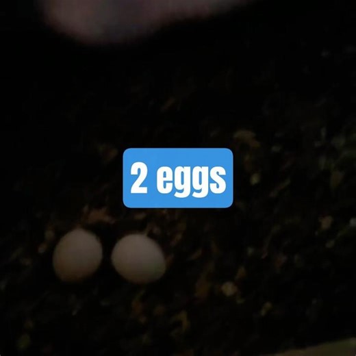 2 Beautiful Australian Blue Pearls 🇦🇺 | Rare Pair with 2 Eggs 🥚💙 | Cute Birds Nesting